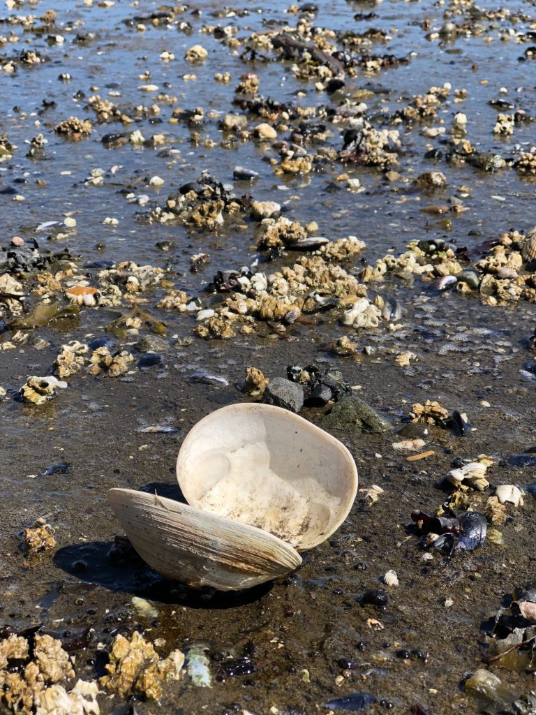 large open clam shell on beach