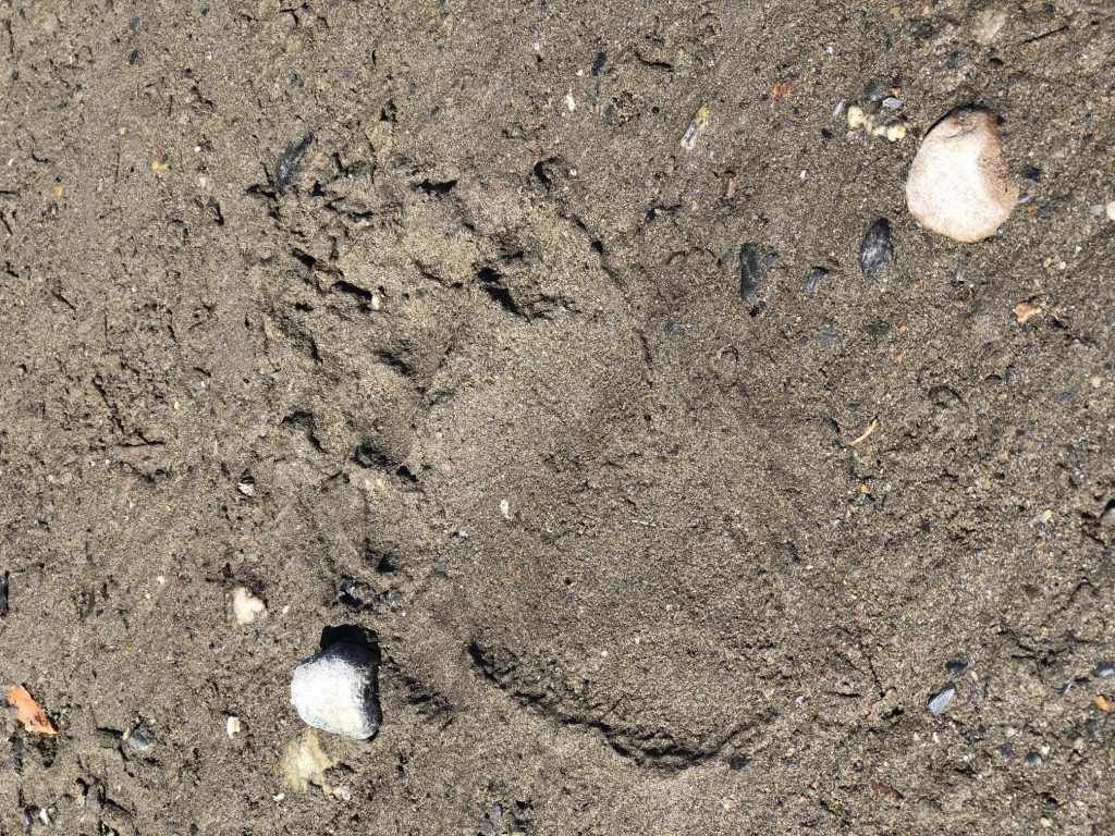 bear pawprint in wet sand