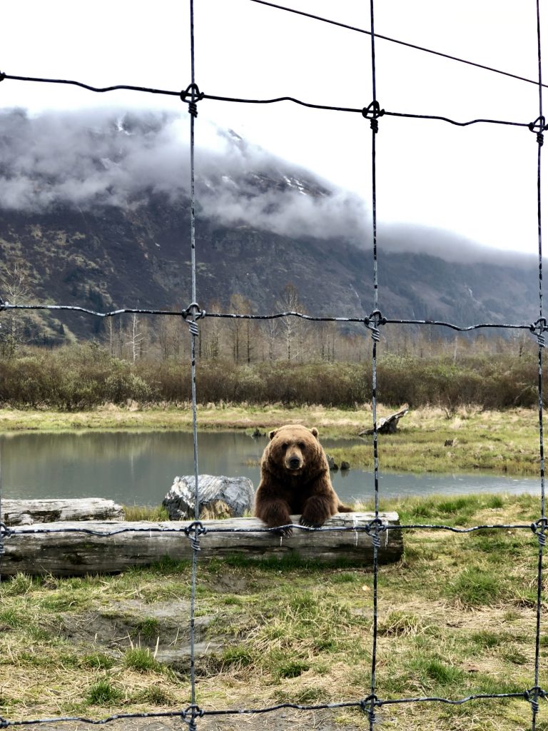 Bear in Anchorage Alaska sitting by a log and a pond