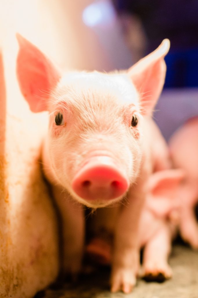photo of a young pink pig