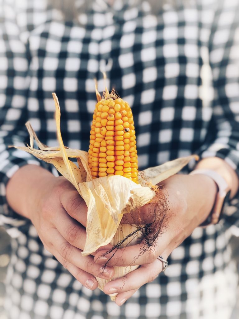 woman holding a peeled fresh corn cob